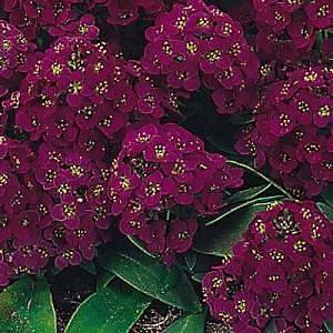 200+ Adet Alyssum Menek�e Rengi �i�ekli Bitki Tohumu- Kokulu �i�ekler