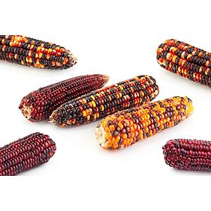 10+ Adet G�kku�a��  Rengarenk M�s�r Tohumu