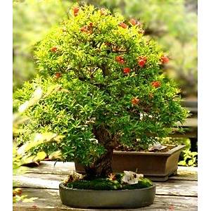 5 Adet Punica Granatum Nana- Saks� Nar� Tohumu