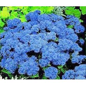 200+ Adet Mavi Ageratum Blue Mink Tohumu- Vapur Duman�