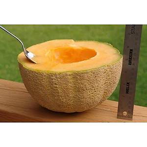 10+ Adet Honey Rock Kavun Tohumu- �d�ll�