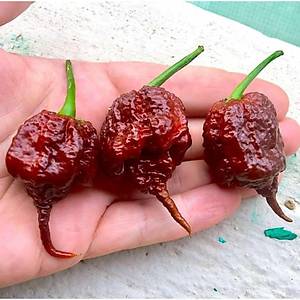 5 Adet Orjinal �ikolata Carolina Reaper Biber Tohumu D�nyan�n En Ac� Biberi