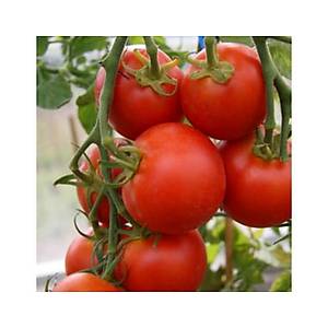 10+ Adet Sub Arctic So�uklara Dayan�kl� Domates Tohumu - En Erkenci Domates T�r�