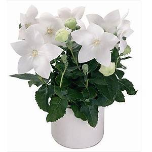 Beyaz Balon �i�e�i Tohumu