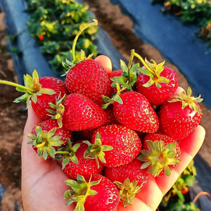 10 Adet Albion Yediveren �ilek Fidesi - A��k k�k - Yeni al�nan taze fideler