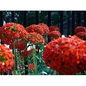 250+ Adet Maltese Cross Bitkisi Tohumu- Yo�un K�rm�z� �i�ekli