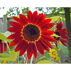 10+ Adet Ate� K�rm�z�s� Ay�i�ek Tohumu