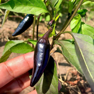 10+ Adet Siyah Jalapeno Ac� Biber Tohumu- �zel T�r