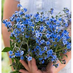 50+ Adet �in Beni Unutma �i�e�i Tohumu- Mavi �i�ekli