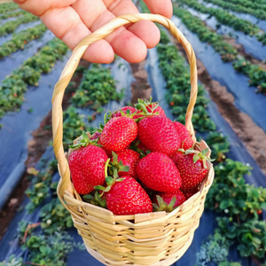 10 Adet Albion Yediveren + 10 Adet Osmanl� �ilek Fidesi - A��k k�k - Yeni al�nan taze fideler