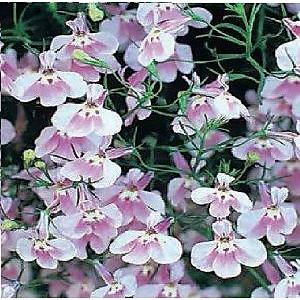 Lobelya Bitkisi Tohumu- Sarkan Leylak Rengi �i�ekli