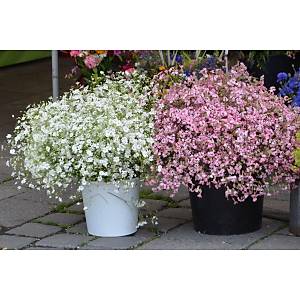 350+ Adet Kar���k Renk �i�ekli Bebek Nefesi �i�e�i- Cipso �i�e�i Tohumu