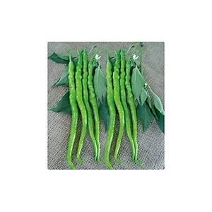 30+ adet Tatl� K�l Biber Tohumu