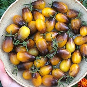 10+ Adet Indigo Pear Drops Domates Tohumu- �zel T�r