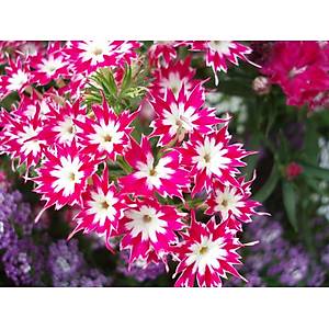 40+ Adet Drummond Phlox Tohumu- Alev  �i�e�i Tohumu- Kar���k Y�ld�z �eklinde �i�ekli