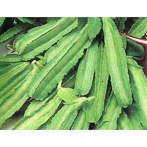 10+ Adet Kanatl� Bezelye Tohumu