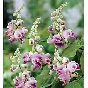 3 Adet Selluka Tohumu- �zmir Sarma����- Muhte�em Kokulu �ok Nadir Bitki T�r�