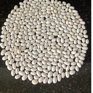 10+ Adet Oturak �eker Atal�k Yerli Fasulye Tohumu