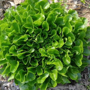 200+ Adet Geleneksel Me�e Yaprakl� Marul- Dubacek Marul Tohumu