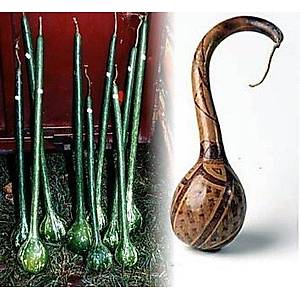 5 Adet Kep�e �eklinde Su Kaba�� Tohumu