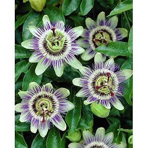 5 Adet �ark�felek �i�e�i Sarma��k Tohumu- Passiflora Caerulea