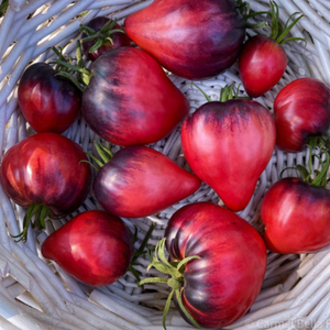 10+ Adet Sgt Peppers  Domatesi Tohumu -  Kolleksiyonluk T�r