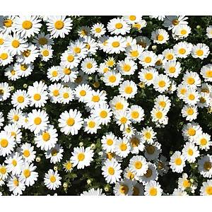 200+ Adet Yay�l�c� Papatya Tohumu