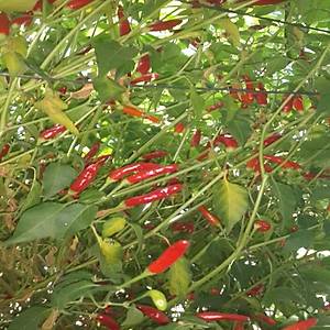 10+ Adet Geleneksel Hint A�a� Ac� S�s Biber Tohumu