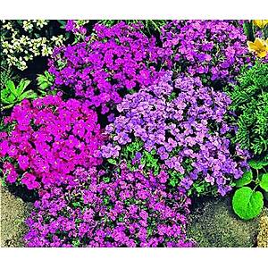 100+ Adet Aubrieta-Obrizya Kar���k �i�ekli Yer �rt�c� Tohumu