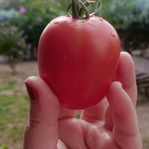 10+ Adet Tarihi Ta�k�pr� Yerli Atal�k Domates Tohumu