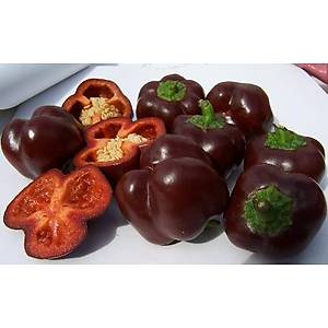 Mini �ikolata Renkli Dolmal�k Biber Tohumu- Geleneksel