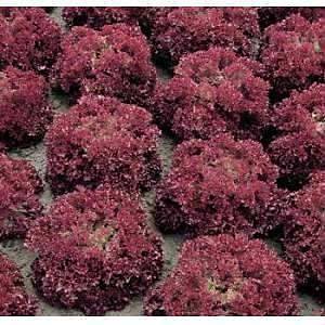 120+ Adet �talyan Lolla Rossa K�v�rc�k Marul Tohumu