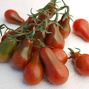 20+ Adet Geleneksel �ikolata Amp�l Domates Tohumu