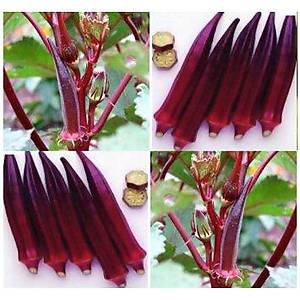 20+ Adet Saks�ya Uygun K�rm�z� Bamya Tohumu