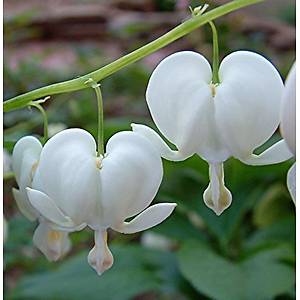 Dicentra- Kanayan Kalpler Tohumu- Beyaz �i�ekli- Nadir