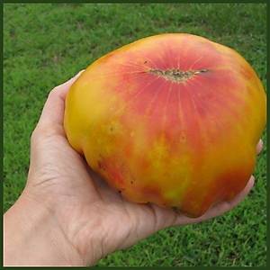 10+ Adet Dev Eski Alman Domatesi Tohumu- S�r�k Tipi Domates