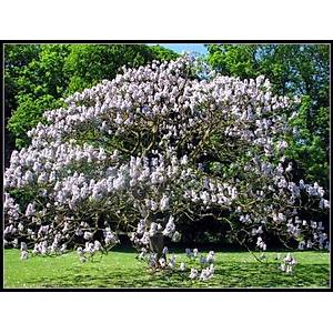 100+ Adet Paulownia Tomentosa A�a� Tohumu- D�nyan�n En H�zl� B�y�yen A�a� T�r�
