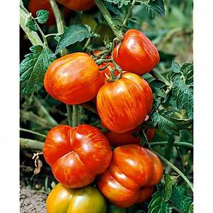 Geleneksel �izgili Dolmal�k Domates Tohumu- Striped Cavern- S�r�k Tipi