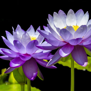 3 Adet Mor Lotus Bitkisi Tohumu - Nil�fer �i�e�i