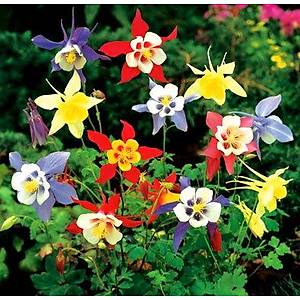 30+ Adet Dev Haseki K�pesi Tohumu- Kar���k �i�ekli