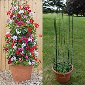 10+ Adet Sweet Pea Tohumu- Kokulu Kar���k Renk �i�ekli