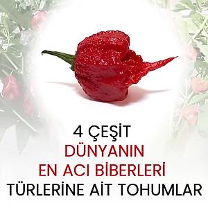 4 �e�it D�nyan�n En Ac� Biber T�rlerine Ait Tohumlar