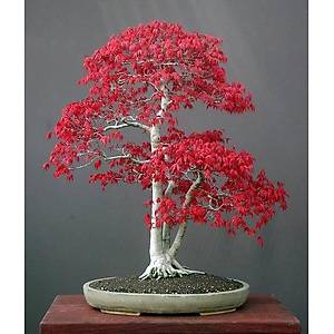 10+ Adet Acer Rubrum- K�rm�z� Ak�aa�a� Bonsai Tohumu