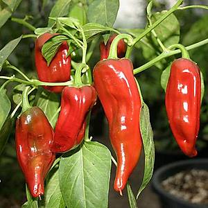 10+ Adet Big Jim Dev Ac� Biber Tohumu- Kurutmaya Uygun T�r