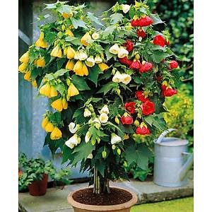 10+ Adet �an �i�ekli Abutilon Hybridum Mix �i�ek Tohumu