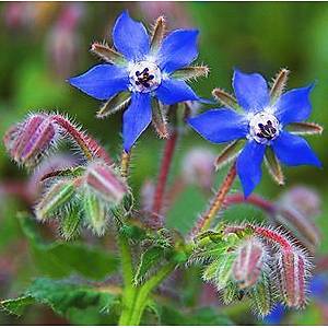 20+ Adet Borage- Hodan Otu  �ifal� Ye�illikTohumu