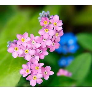 50+ Adet Pembe �i�ekli Beni Unutma �i�e�i Tohumu