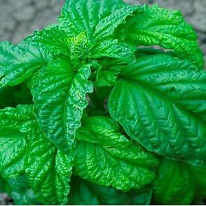 50+ Adet Marul Yaprakl� Fesle�en Tohumu-Dev Yapraklar