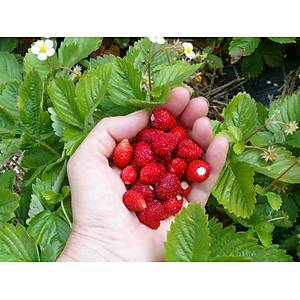 50+ Adet Mis Kokulu Da� �ile�i Tohumu-Saks�ya Uygun