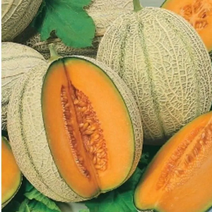 10+ Adet Cantaloupe Alt�n Kalpler Kavun Tohumu